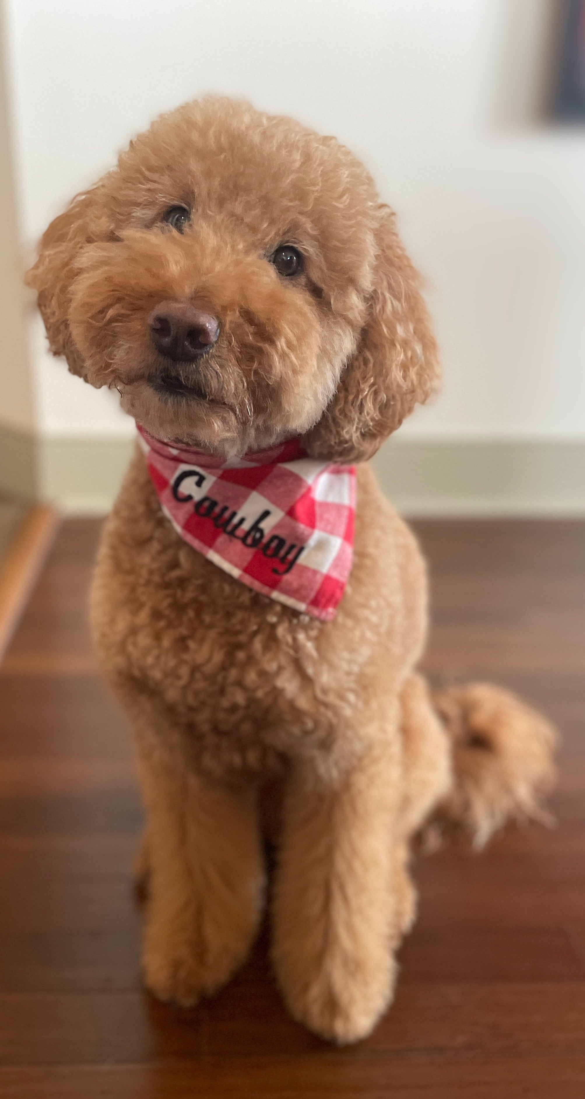 Load video: mini goldendoodle Texas