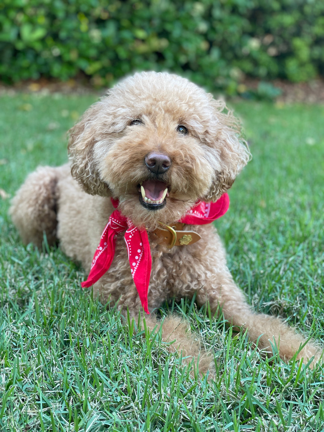 mini goldendoodle Dallas Texas